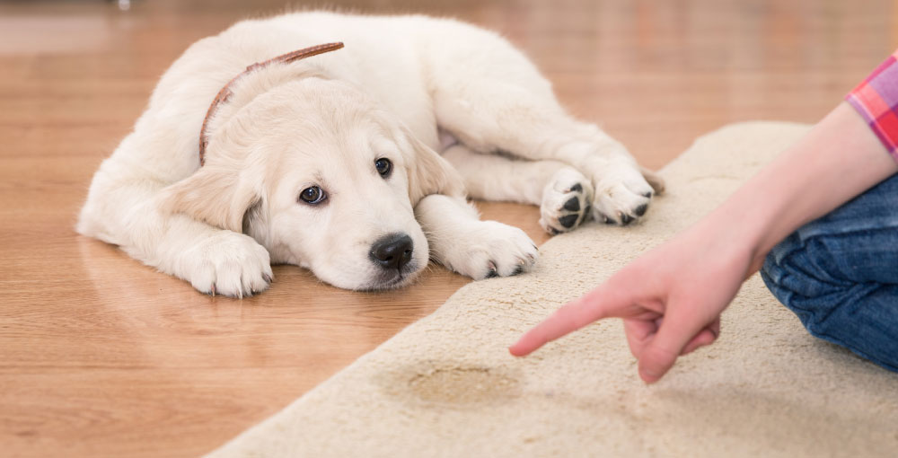 Pet Stain removal